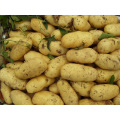 Pommes de terre de qualité et à rendement élevé